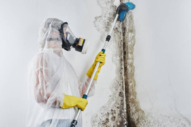 Best Black Mold Remediation in Petersburg, MI
