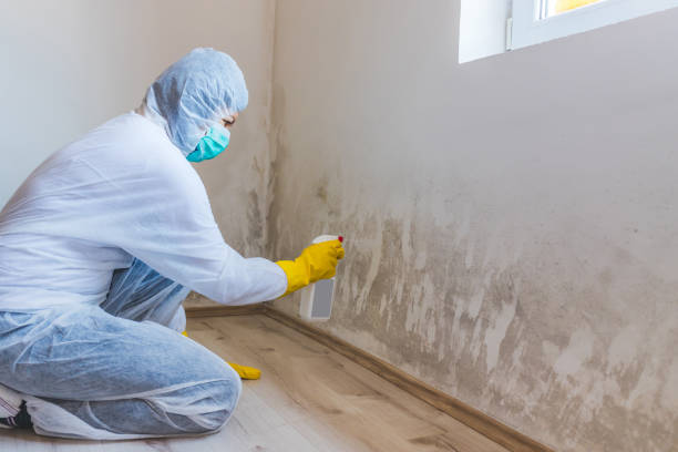 Best Residential Mold Remediation in Petersburg, MI