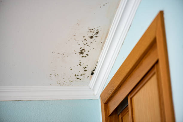 Best Crawl Space Mold Remediation in Petersburg, MI