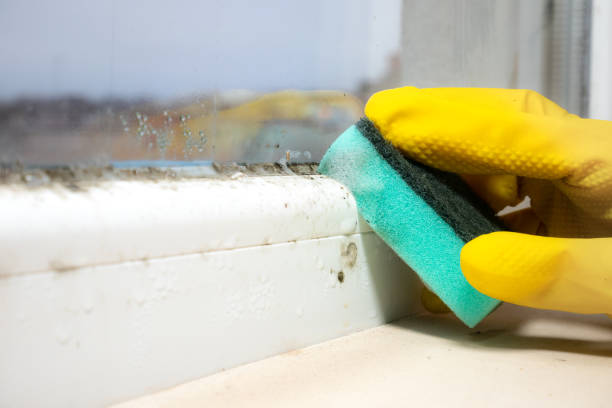 Best Insurance-Related Mold Remediation in Petersburg, MI