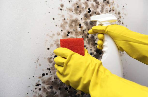Best Post-Flood Mold Remediation in Petersburg, MI