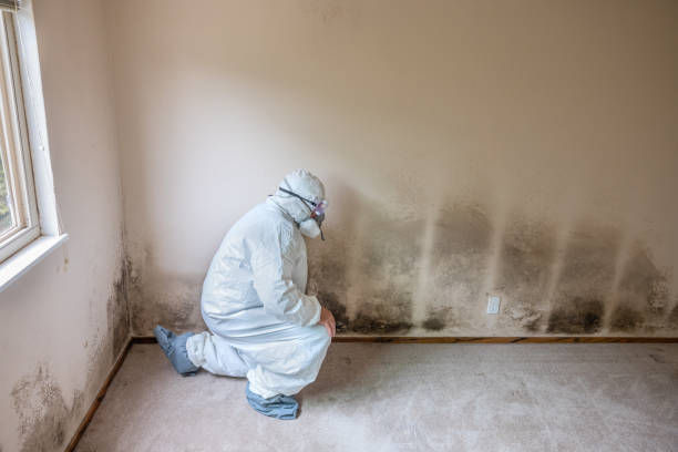 Best DIY Mold Remediation Support Services in Petersburg, MI