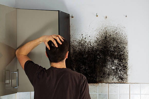 Trusted Petersburg, MI Mold Remediation Experts