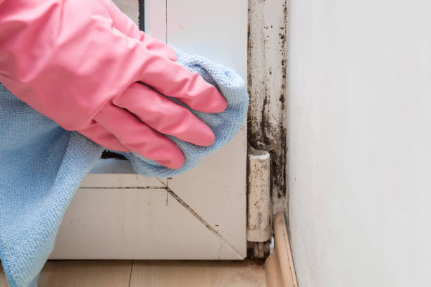 Best Kitchen Mold Remediation in Petersburg, MI