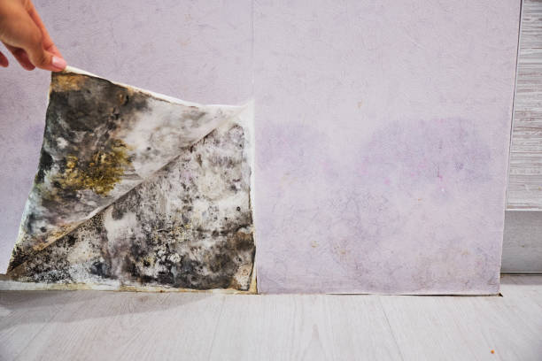Best Localized Mold Remediation (e.g., coastal areas, humid climates) in Petersburg, MI